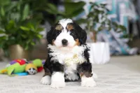 Charlie, a male Miniature Bernedoodle for sale in Dundee, OH – Photo 1 of 6