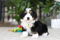 Charlie, a male Miniature Bernedoodle for sale in Dundee, OH – Photo 5 of 6