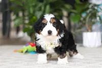 Charlie, a male Miniature Bernedoodle for sale in Dundee, OH – Photo 4 of 6