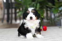 Charlie, a male Miniature Bernedoodle for sale in Dundee, OH – Photo 6 of 6