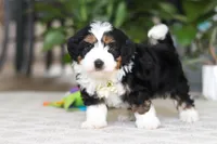 Charlie, a male Miniature Bernedoodle for sale in Dundee, OH – Photo 2 of 6