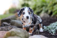 Anson, a male Miniature Dachshund for sale in Dundee, OH – 6 of 8