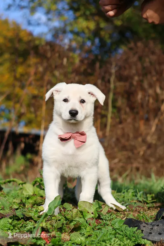 Alice – German Shepherd Dog puppy for sale in Dundee, OH
