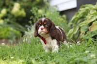 Rocco, a male Cavalier King Charles Spaniel for sale in Dundee, OH – 5 of 6