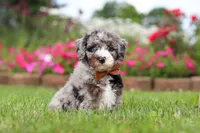 Winston, a male Miniature Bernedoodle for sale in Dundee, OH – 2 of 6