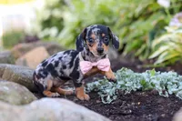 Stella, a female Miniature Dachshund for sale in Dundee, OH – 8 of 10