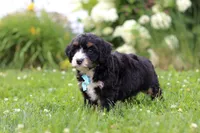 Duke, a male Miniature Bernedoodle for sale in Dundee, OH – 6 of 8