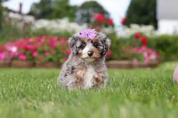 Jewel, a female Miniature Bernedoodle for sale in Dundee, OH – 4 of 6