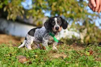August, a male Miniature Dachshund for sale in Dundee, OH – 6 of 10