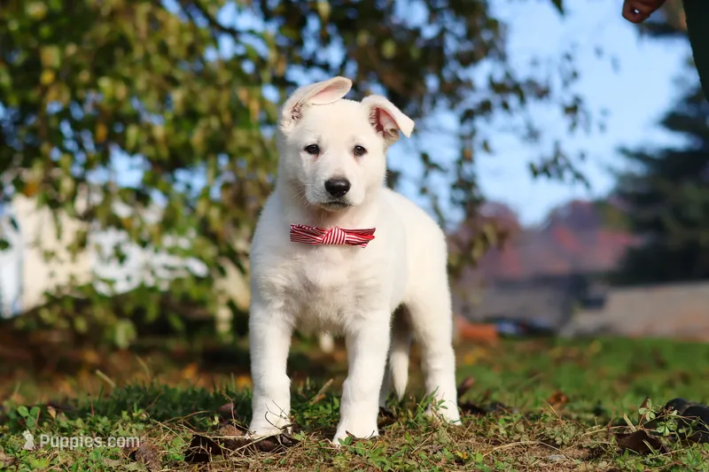 Ezra – German Shepherd Dog puppy for sale in Dundee, OH
