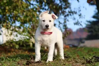 Ezra, a male German Shepherd Dog for sale in Dundee, OH – 1 of 10