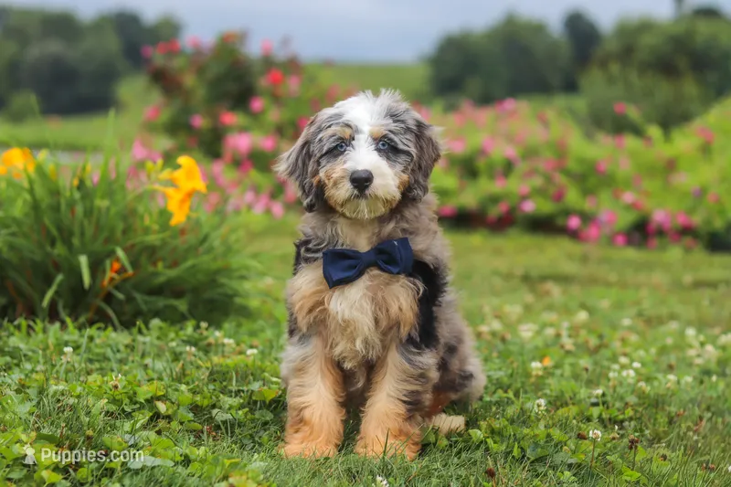 Ollie – Miniature Bernedoodle puppy for sale in Dundee, OH