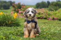 Ollie, a male Miniature Bernedoodle for sale in Dundee, OH – 1 of 10