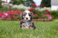 Ollie, a male Miniature Bernedoodle for sale in Dundee, OH – 4 of 8