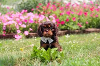 Enzo, a male Cavalier King Charles Spaniel for sale in Dundee, OH – 4 of 7