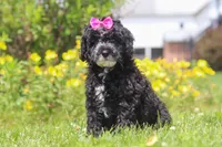 Bella, a female Miniature Bernedoodle for sale in Dundee, OH – 3 of 6