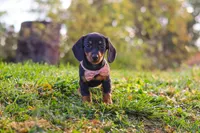 Ophelia, a female Miniature Dachshund for sale in Dundee, OH – 6 of 8