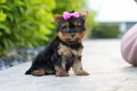 Lola, a female Yorkshire Terrier for sale in Dundee, OH – 7 of 10