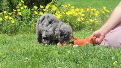 Chase, a male Miniature Bernedoodle for sale in Dundee, OH – 6 of 6