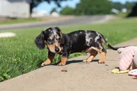 Barney, a male Miniature Dachshund for sale in Dundee, OH – 9 of 10