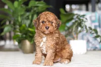 River, a male Cavapoo for sale in Dundee, OH – Photo 5 of 5