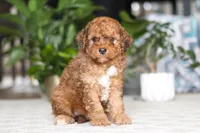 River, a male Cavapoo for sale in Dundee, OH – Photo 2 of 5
