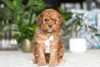 River, a male Cavapoo for sale in Dundee, OH – Photo 1 of 5