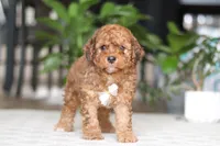 River, a male Cavapoo for sale in Dundee, OH – Photo 3 of 5