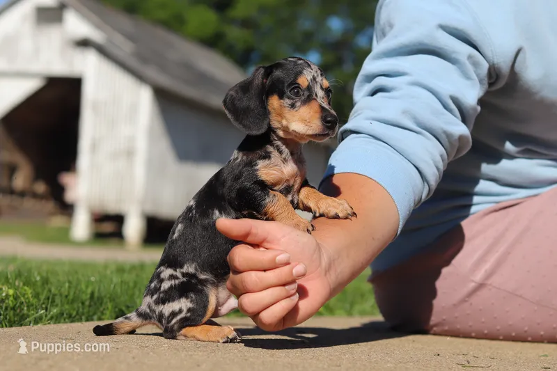 Barney – Miniature Dachshund puppy for sale in Dundee, OH