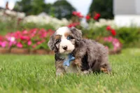 Ollie, a male Miniature Bernedoodle for sale in Dundee, OH – 3 of 8