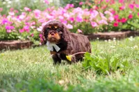 Enzo, a male Cavalier King Charles Spaniel for sale in Dundee, OH – 5 of 7