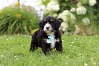 Duke, a male Miniature Bernedoodle for sale in Dundee, OH – 7 of 8