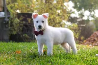 Teddy, a male German Shepherd Dog for sale in Dundee, OH – 6 of 10