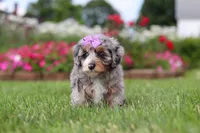 Jewel, a female Miniature Bernedoodle for sale in Dundee, OH – 5 of 6