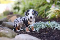 Anson, a male Miniature Dachshund for sale in Dundee, OH – 7 of 8