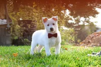 Teddy, a male German Shepherd Dog for sale in Dundee, OH – 7 of 10