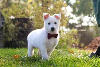 Teddy, a male German Shepherd Dog for sale in Dundee, OH – 9 of 10