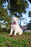 Ezra, a male German Shepherd Dog for sale in Dundee, OH – 4 of 10