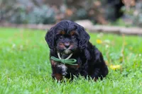 Ollie, a male Cavapoo for sale in Dundee, OH – 6 of 7