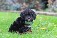Ollie, a male Cavapoo for sale in Dundee, OH – 2 of 7