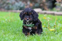 Ollie, a male Cavapoo for sale in Dundee, OH – 3 of 7