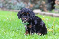 Ollie, a male Cavapoo for sale in Dundee, OH – 4 of 7