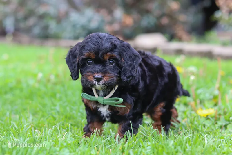 Ollie – Cavapoo puppy on hold in Dundee, OH