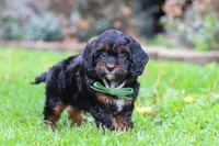 Ollie, a male Cavapoo for sale in Dundee, OH – 5 of 7