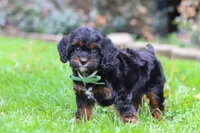 Ollie, a male Cavapoo for sale in Dundee, OH – 7 of 7