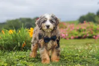Ollie, a male Miniature Bernedoodle for sale in Dundee, OH – 4 of 10
