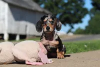 Barney, a male Miniature Dachshund for sale in Dundee, OH – 6 of 10