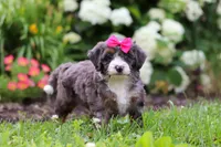 Princess, a female Miniature Bernedoodle for sale in Dundee, OH – 2 of 6
