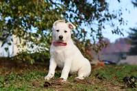 Ezra, a male German Shepherd Dog for sale in Dundee, OH – 6 of 10