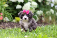 Princess, a female Miniature Bernedoodle for sale in Dundee, OH – 3 of 6